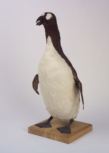 Mounted speciemen of the extinct Great Auk (Alco impennis). Photo: A. Schumacher