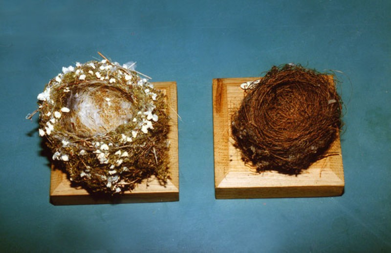 Nests of Hawfinch (Fringilla coelebs) and Lesser Whitethroat (Sylvia curruca). Photo: A. Schumacher